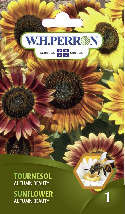 SEMENCES DE FLEURS: TOURNESOL - AUTUMN BEAUTY