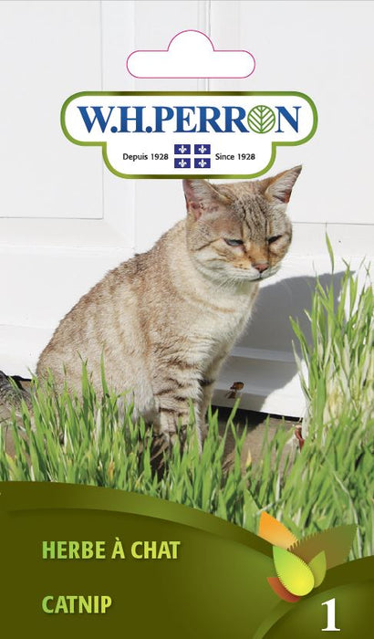 SEMENCES DE FLEURS: HERBE A CHAT