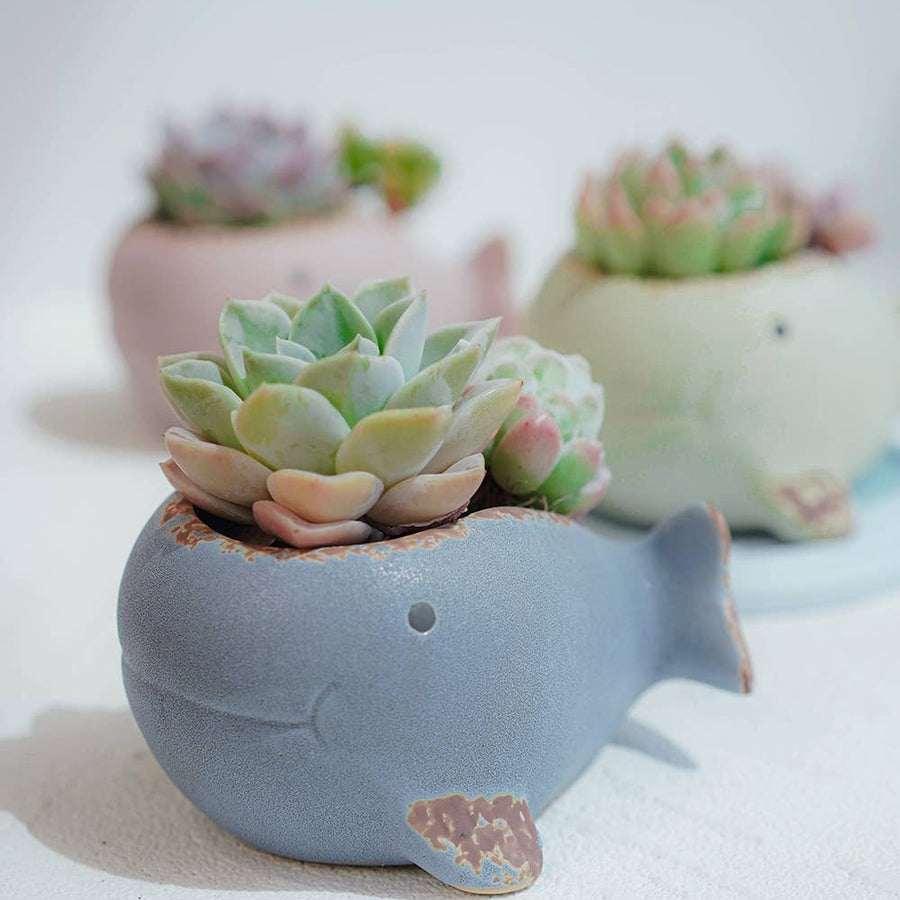 POT - BLUE WHALE