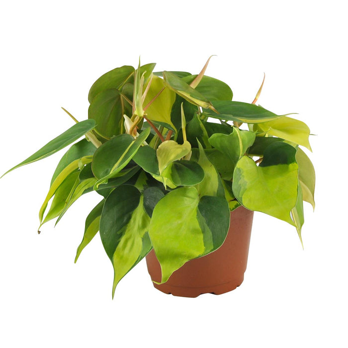 PHILODENDRON BRAZIL