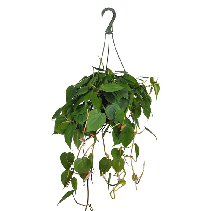 philodendron exposition PHILODENDRON CORDATUM – Centre Jardin Cloutier