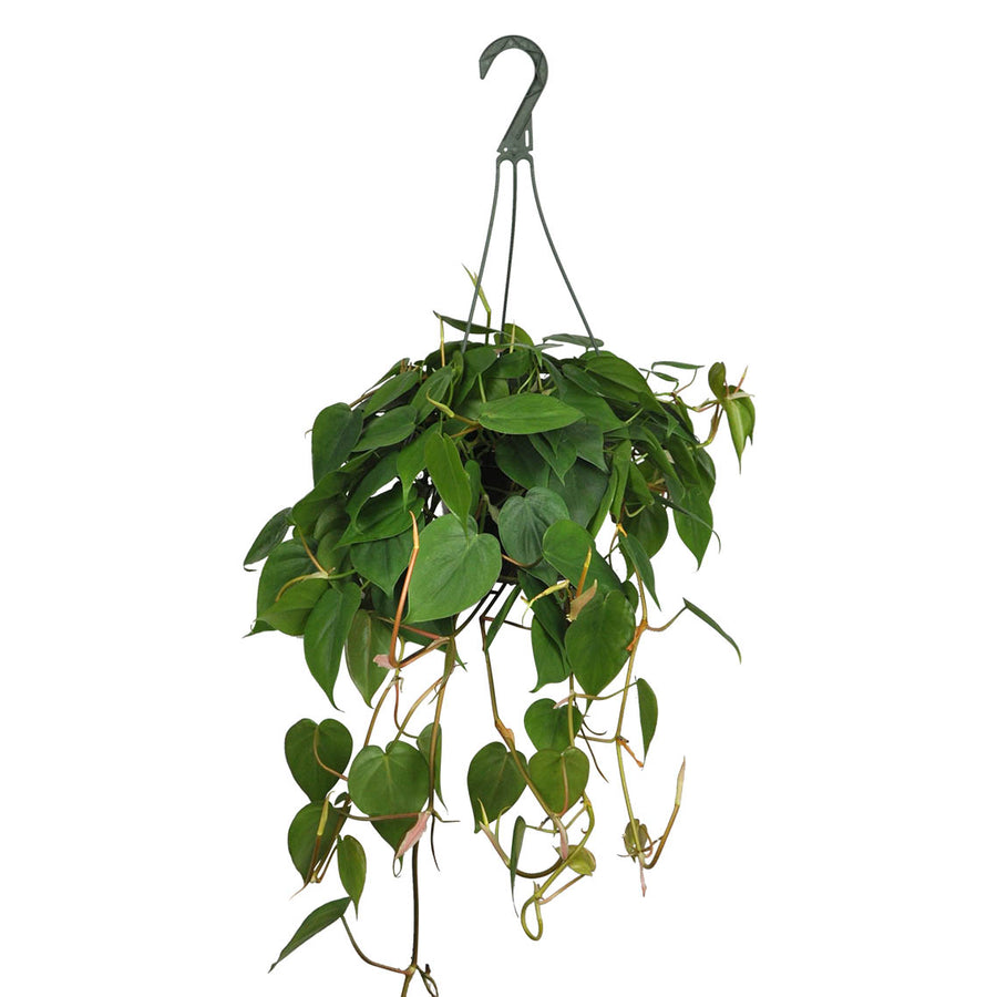 PHILODENDRON - CORDATUM