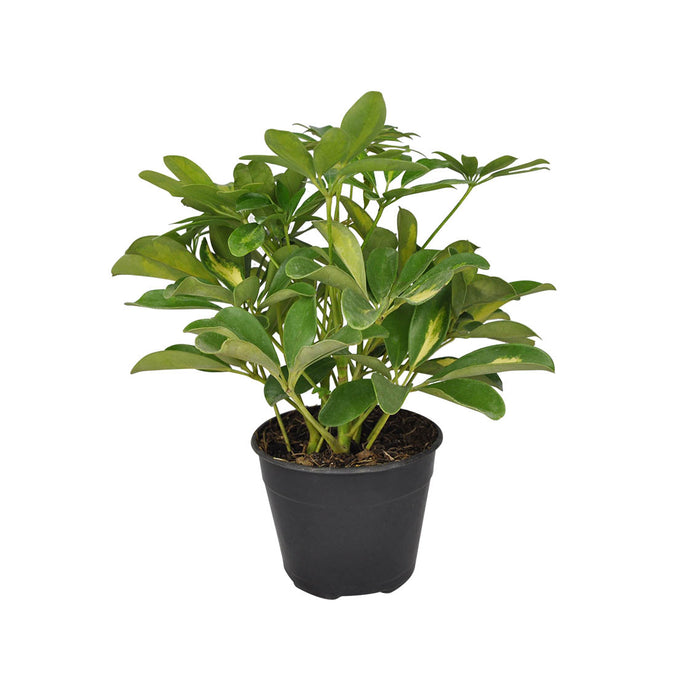 SCHEFFLERA ARBORICOLA