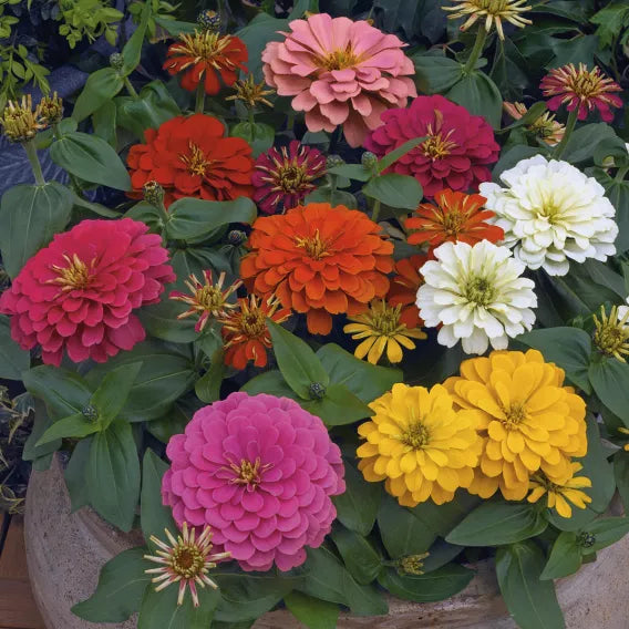 ZINNIA ELEGANS MAGELLAN MIX