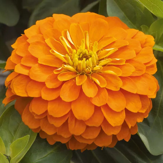 ZINNIA MAGELLAN - ORANGE