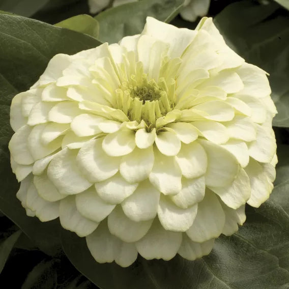ZINNIA ELEGANS MAGELLAN - IVORY