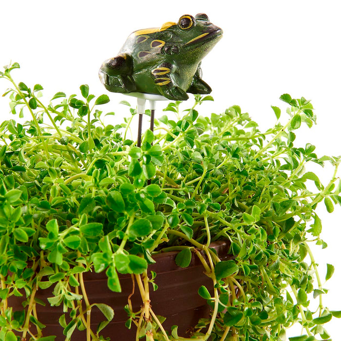 HUMIDIMÈTRE GRENOUILLE AVEC CAPTEUR DE LUMIÈRE ET SON AVEC ÉCRAM