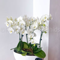 PHALAENOPSIS - BATEAU D'OPALE NORDIQUE