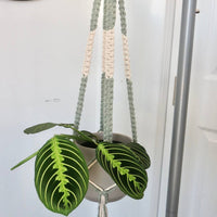 SUPPORT POUR PLANTES EN MACRAMÉ BICOLORE | JARDINIÈRE SUSPENDU D'INTÉRIEUR