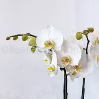 ARRANGEMENT DE PHALAENOPSIS