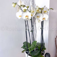 ARRANGEMENT DE PHALAENOPSIS