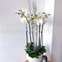 ARRANGEMENT DE PHALAENOPSIS
