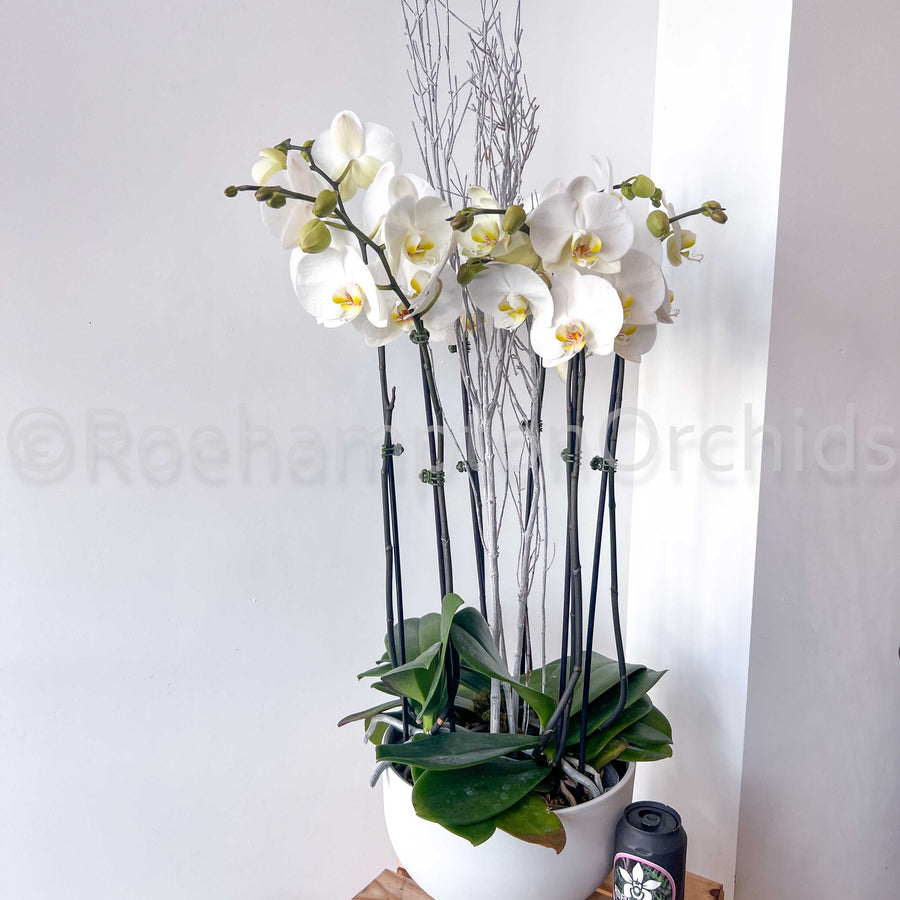 ARRANGEMENT DE PHALAENOPSIS