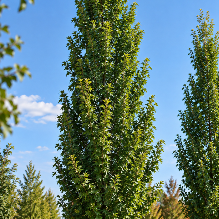 QUERCUS PALUSTRIS - PRINGREEN