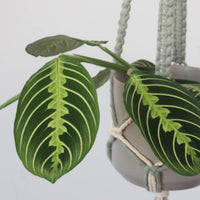 SUPPORT POUR PLANTES EN MACRAMÉ BICOLORE | JARDINIÈRE SUSPENDU D'INTÉRIEUR