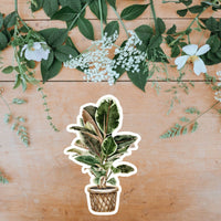 AUTOCOLLANT - PLANTE D'INTÉRIEUR