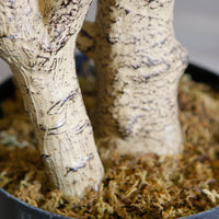 ARBRE ARTIFICIEL EN POT BLOSSOM POUR DÉCORATION INTÉRIEUR IMPOSANT HAUTEUR8PIEDS