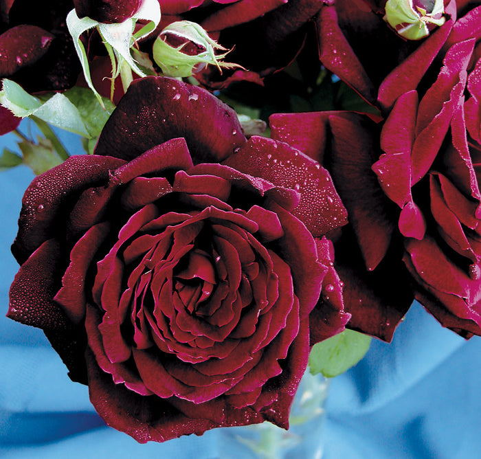 ROSA - OKLAHOMA