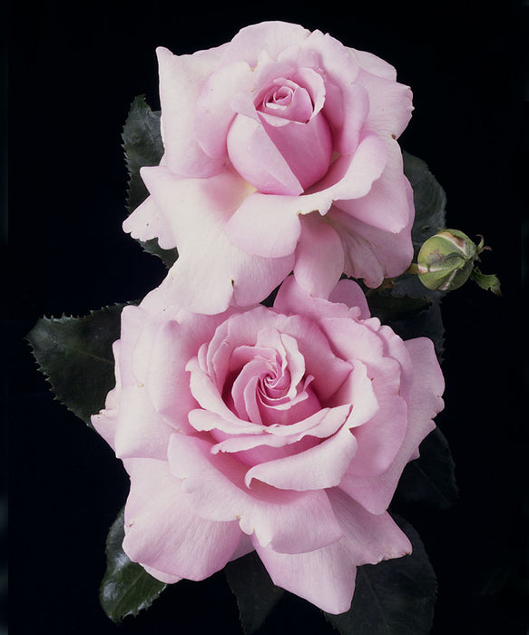 ROSA - MEMORIAL DAY