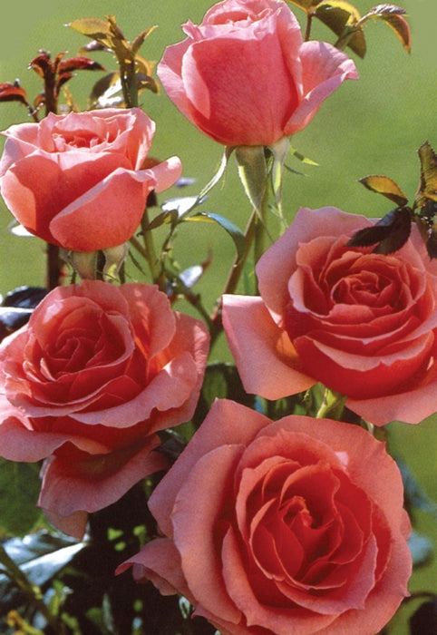 ROSA - LADY ABERDEEN