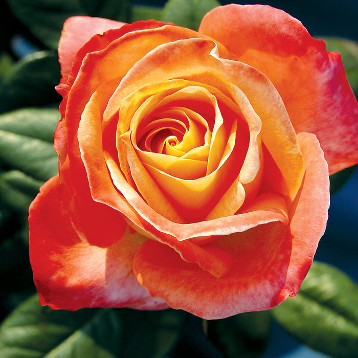 ROSA - CITY OF WELLAND