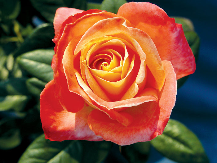 ROSA - CITY OF WELLAND