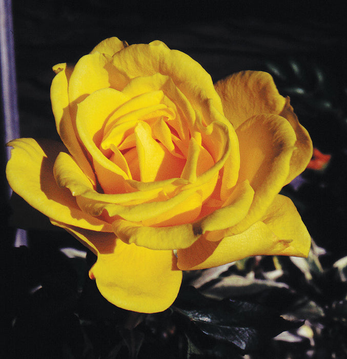 ROSA - HENRY FONDA