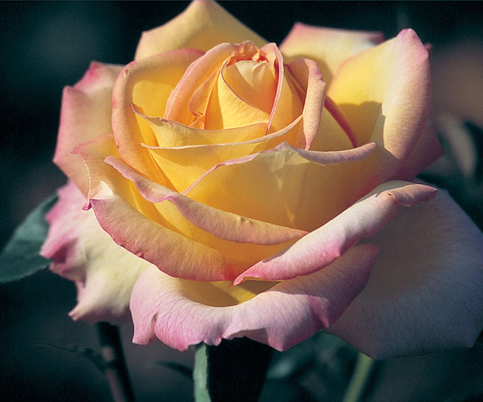 ROSA - PEACE