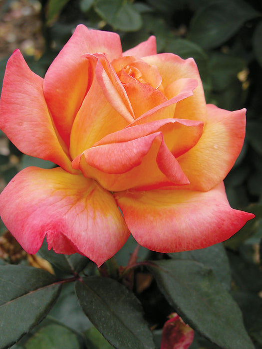 ROSA - LOVE & PEACE