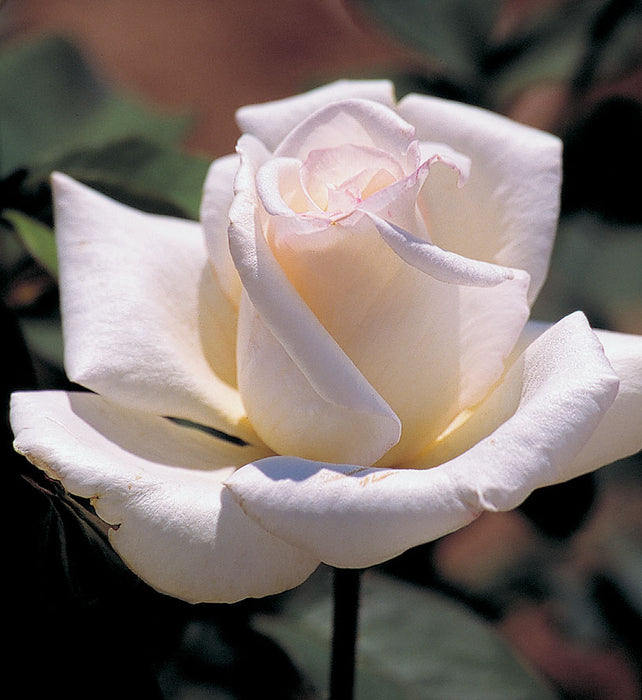 ROSA - HONOR