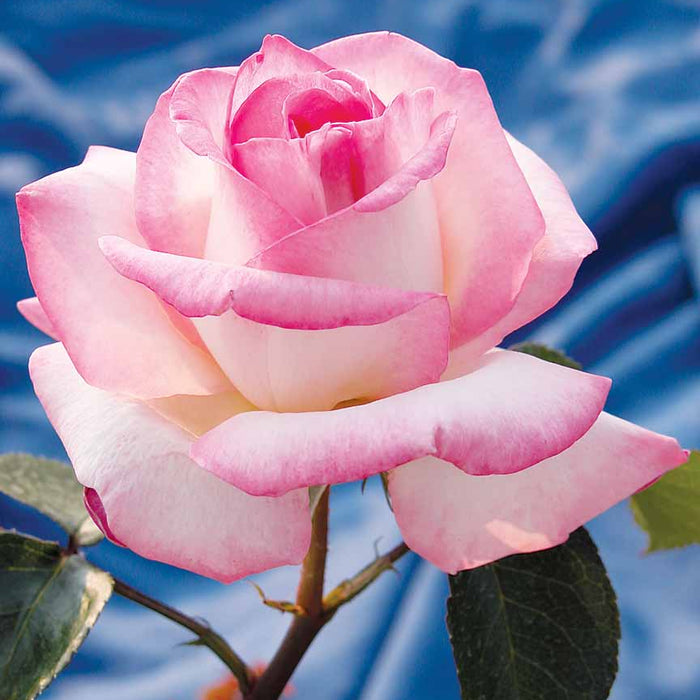 ROSA - PRINCESSE DE MONACO