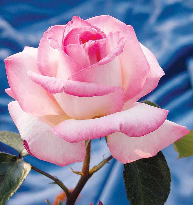 ROSA - PRINCESSE DE MONACO
