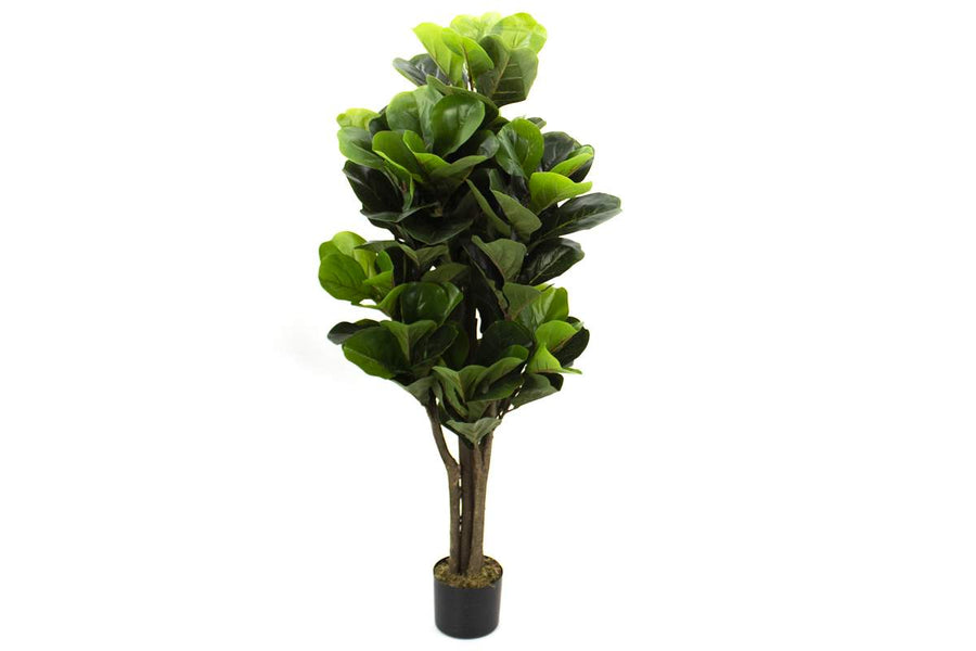 FIDDLE LEAF FIG 134 LEAVES - 48IN