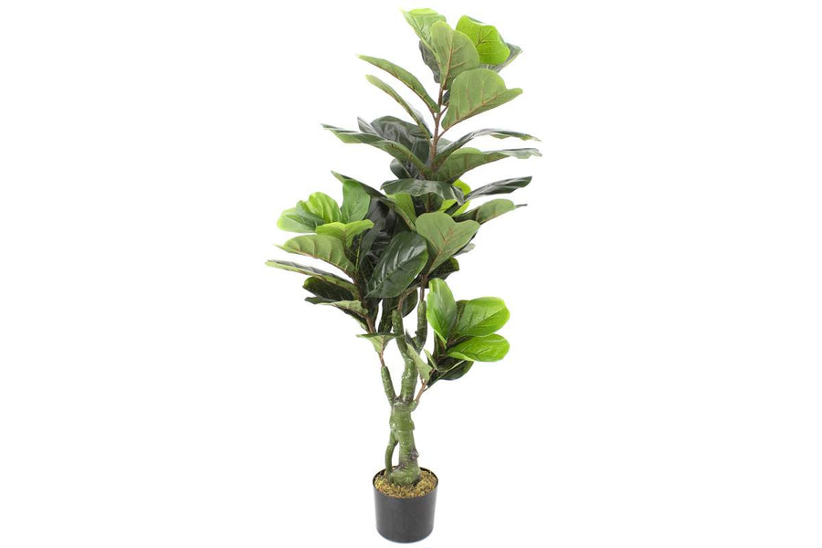 FIDDLE LEAF FIG 50 LEAVES - 48 IN