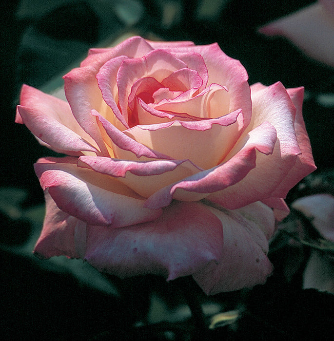 ROSA - SECRET