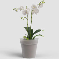POT DE CROISSANCE EN PLASTIOQUE MADAGASCAR POUR ORCHIDÉE