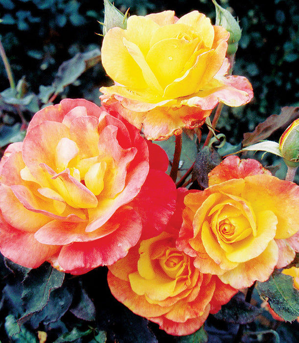 ROSA - RIO SAMBA