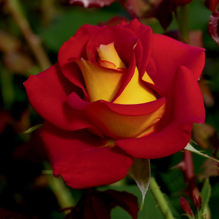 ROSA - KETCHUP & MUSTARD