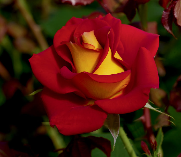 ROSA - KETCHUP & MUSTARD