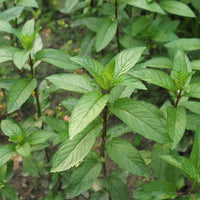 MENTHE - POIVREE