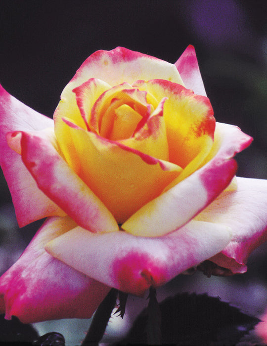 ROSA - DESERT PEACE