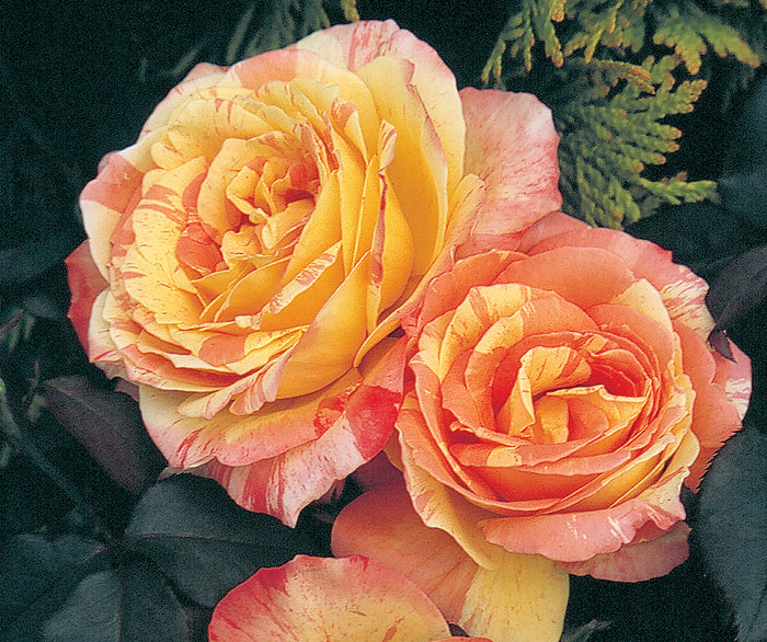 ROSA - RAINBOW NIAGARA