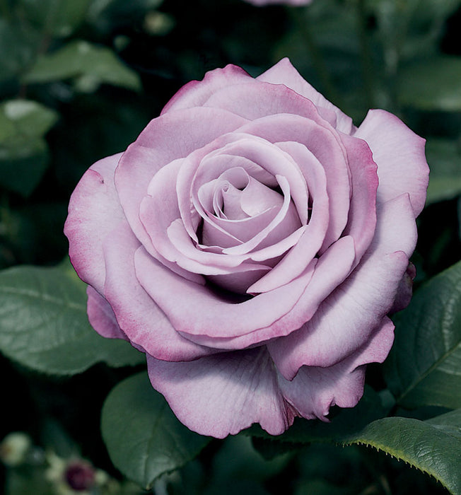 ROSA - NEPTUNE