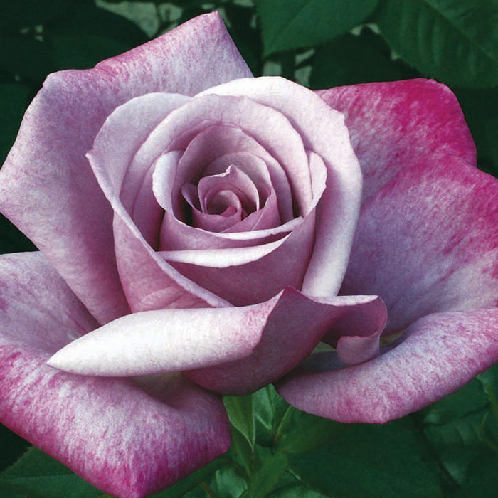 ROSA - MOODY BLUE