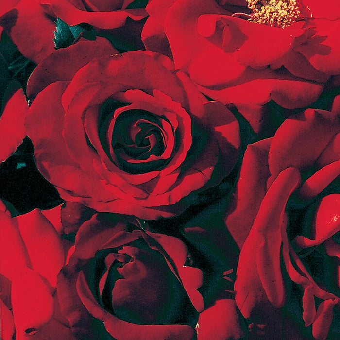 ROSA - CRIMSON BOUQUET