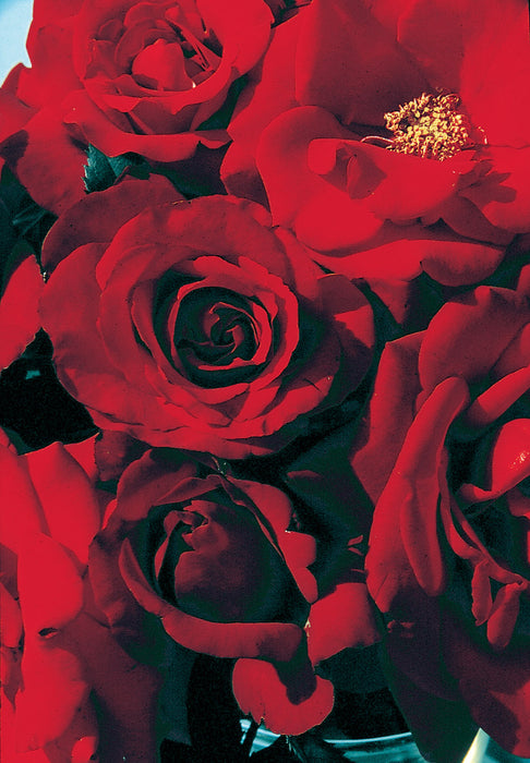 ROSA - CRIMSON BOUQUET