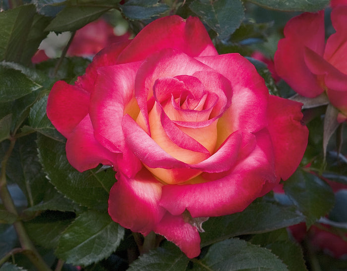 ROSA - DICK CLARK