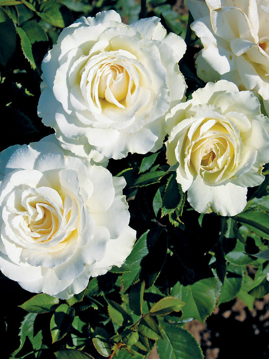 ROSA - MOUNT HOOD