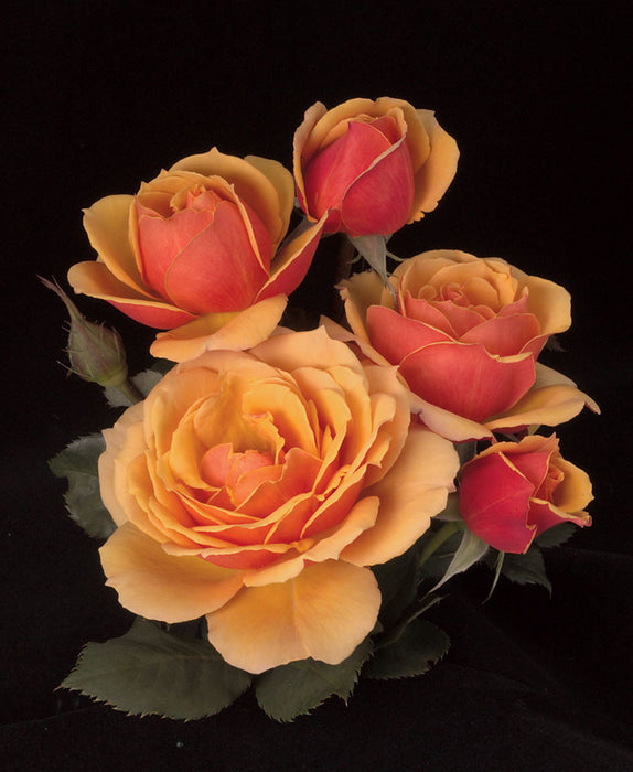 ROSA - ABOUT FACE