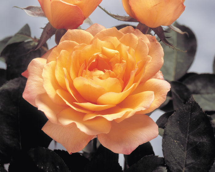 ROSA - GLOWING PEACE
